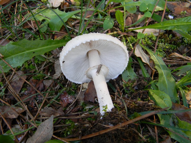 33) Fotogr. il 9.11.2012. sotto pineta marina con Leccio