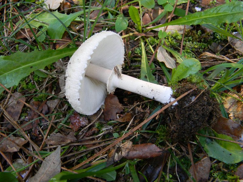 33) Fotogr. il 9.11.2012. sotto pineta marina con Leccio