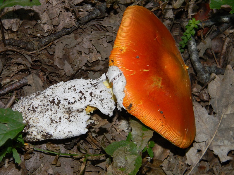 13) Fotogr.il 5.08.2014.sotto Quercia