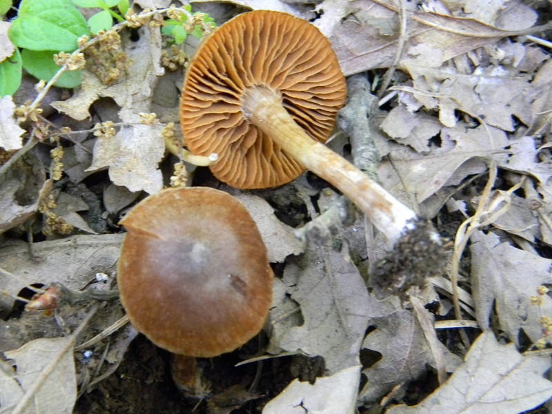 2)Fotogr.il 6.05.2011.sotto Quercia