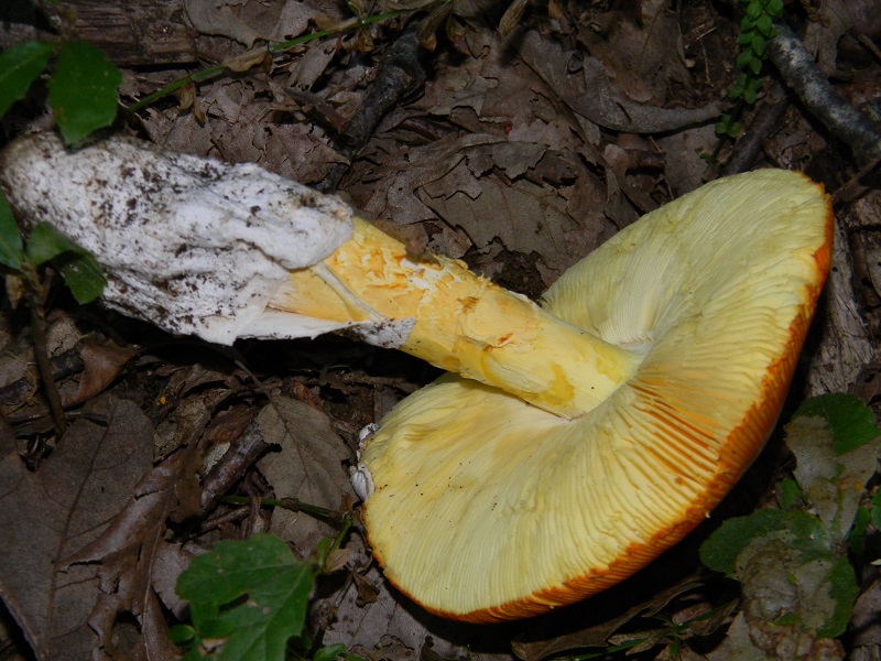 13) Fotogr.il 5.08.2014.sotto Quercia