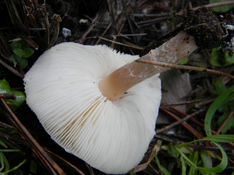 34) Fotogr. il 9.11.2012. sotto pineta marina con Leccio