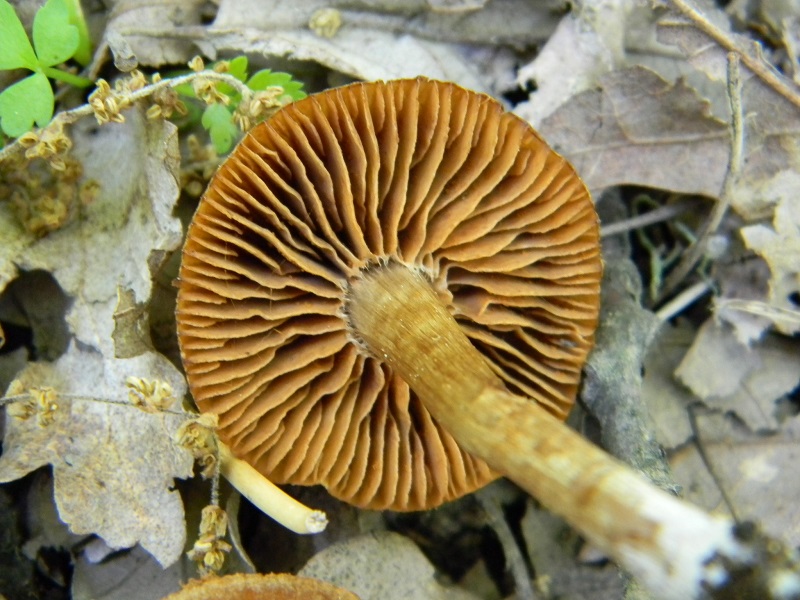 2)Fotogr.il 6.05.2011.sotto Quercia