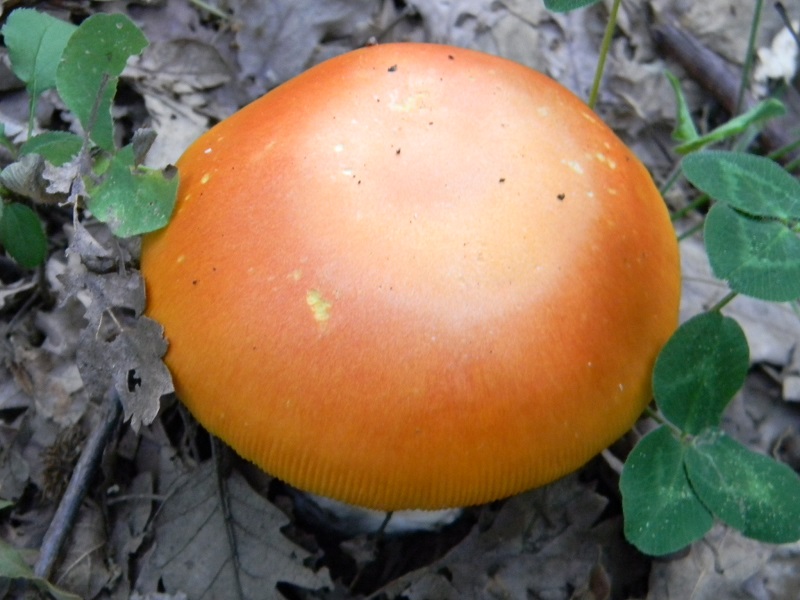 13) Fotogr.il 5.08.2014.sotto Quercia