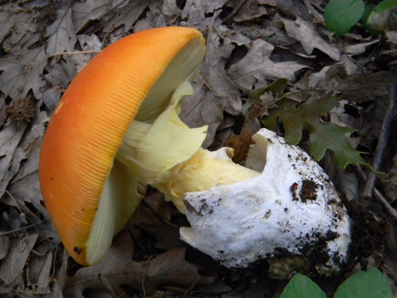 13) Fotogr.il 5.08.2014.sotto Quercia