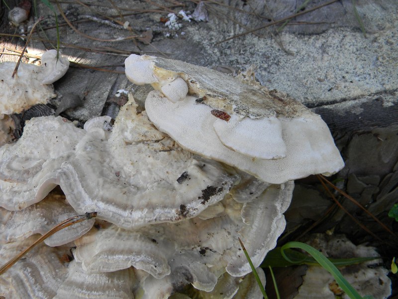 8) Fotogr. il 9.11.2012. sotto pineta marina con Leccio