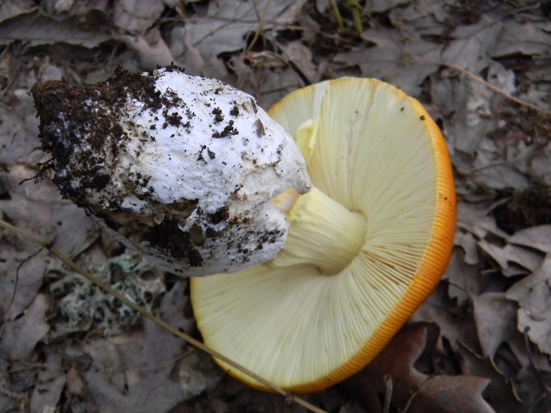 13) Fotogr.il 5.08.2014.sotto Quercia