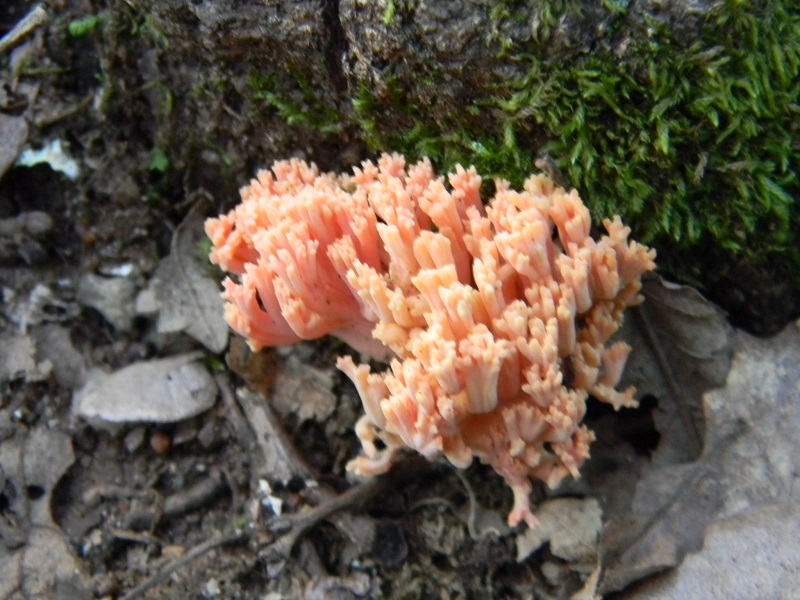 12) Fotogr.il 5.08.2014.sotto Quercia