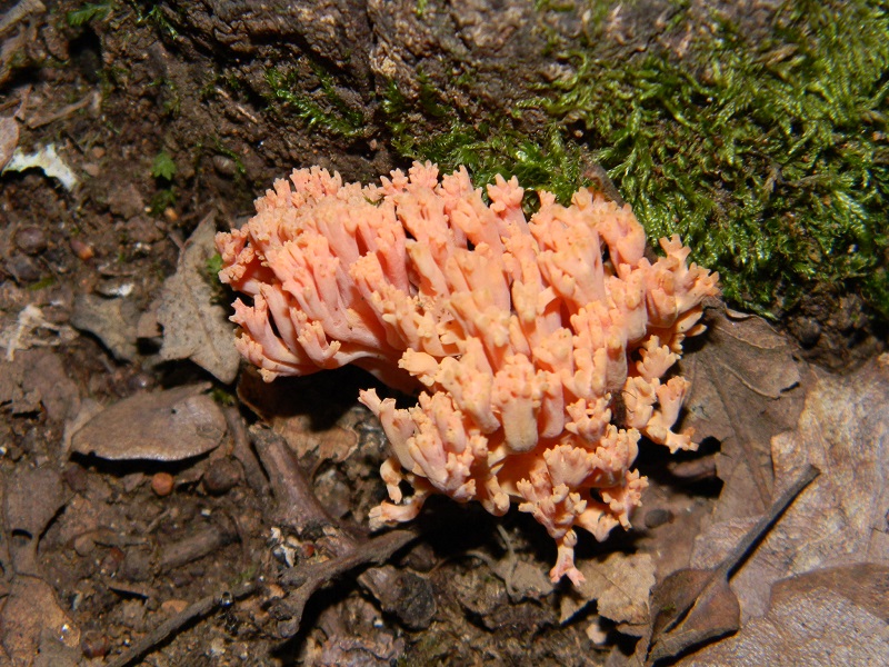 12) Fotogr.il 5.08.2014.sotto Quercia