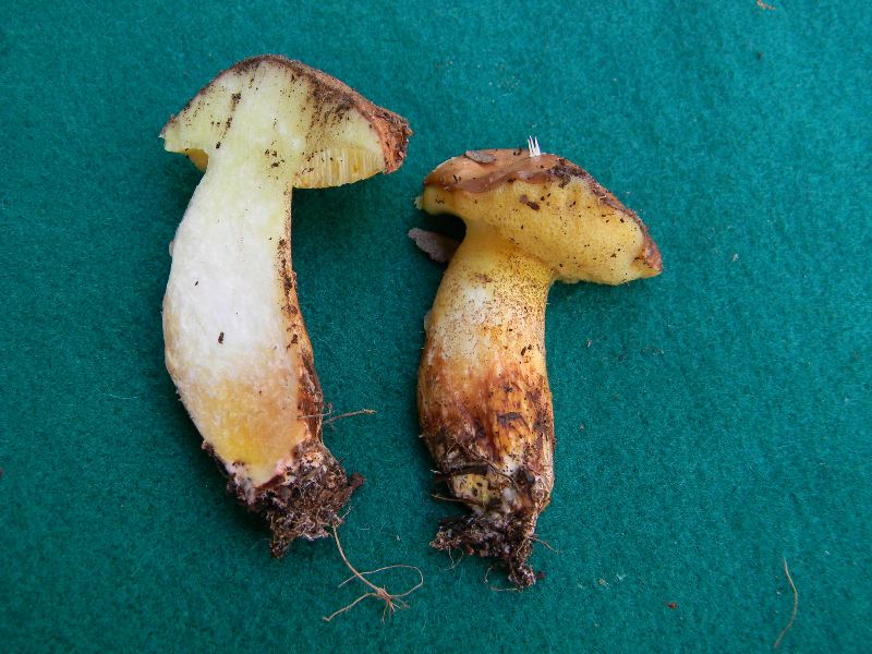 4) Fotogr. il 9.11.2012. sotto pineta marina con Leccio