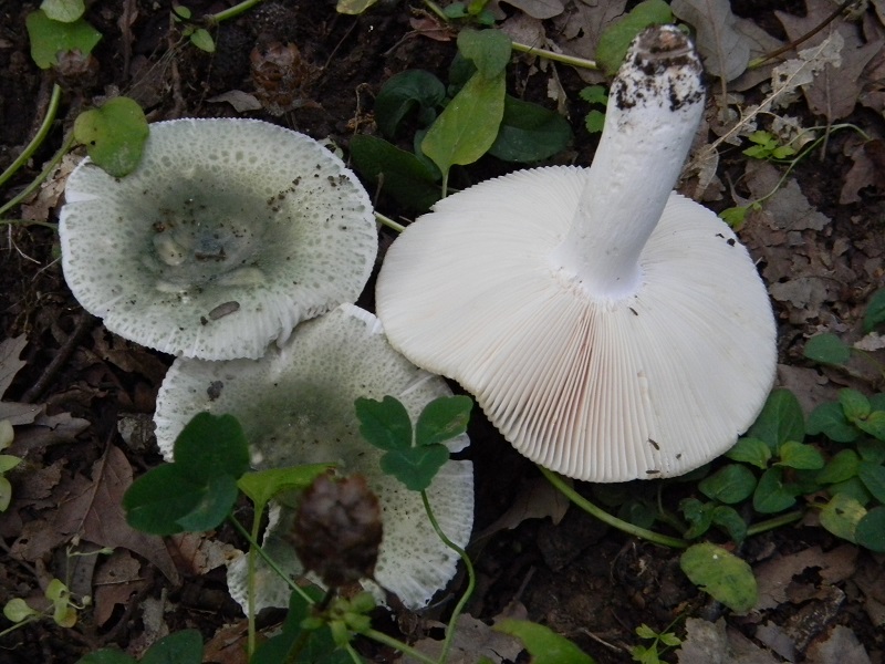 3) Fotogr.il 5.08.2014. sotto Quercia