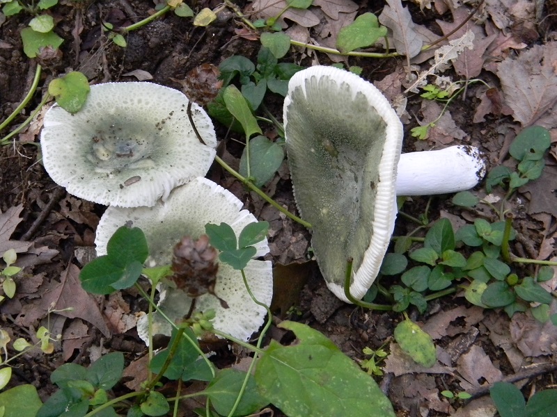 3) Fotogr.il 5.08.2014. sotto Quercia