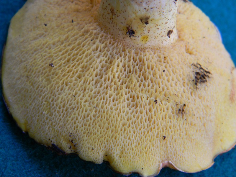 7) Trovato il 9.11.2012. sotto pineta marina con Leccio