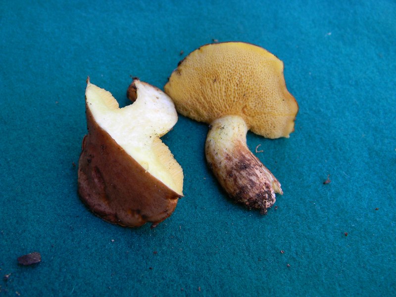 7) Trovato il 9.11.2012. sotto pineta marina con Leccio