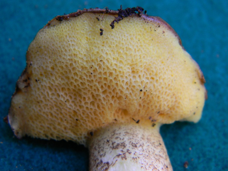 7) Trovato il 9.11.2012. sotto pineta marina con Leccio