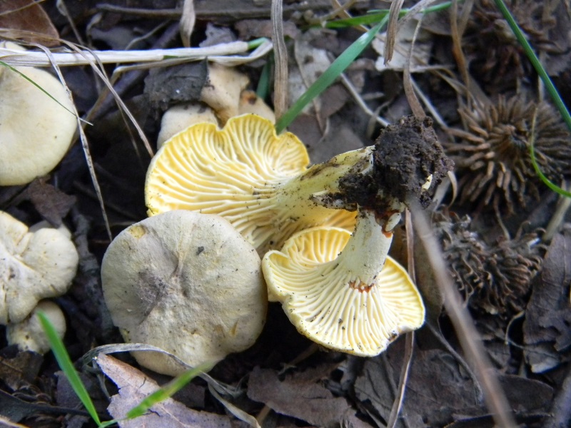 2) Fotogr. il 5.08.2014. sotto Quercia