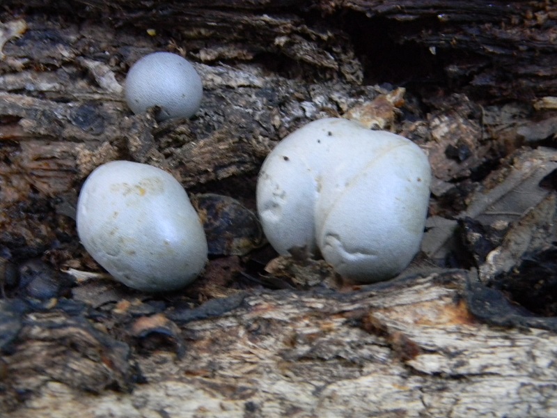 11) Fotogr.il 5.08.2014.sotto Quercia legnicolo