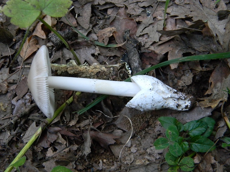 8) Fotogr. il 5.08.2014.sotto Quercia