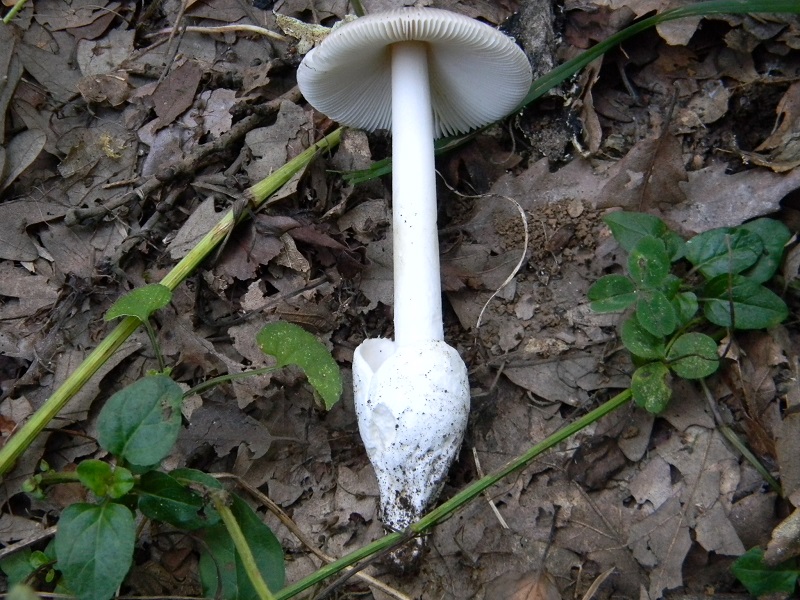 8) Fotogr. il 5.08.2014.sotto Quercia