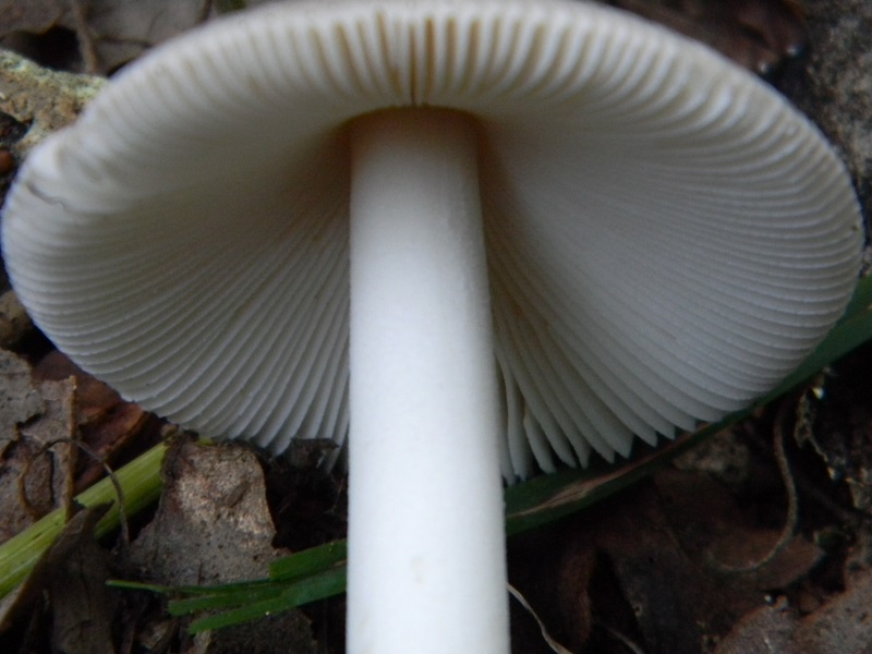 8) Fotogr. il 5.08.2014.sotto Quercia