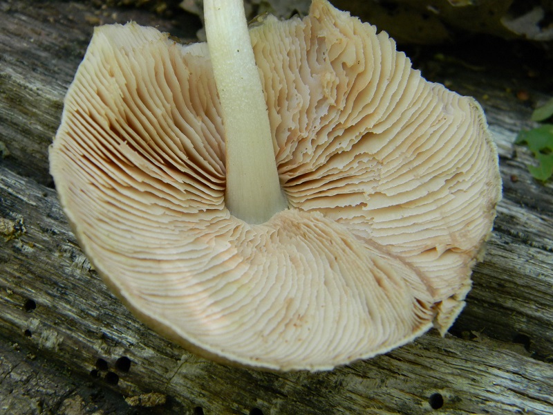 10)Fotogr.il.6.05.2011.sotto Quercia