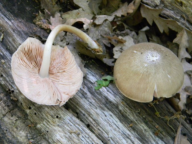 10)Fotogr.il.6.05.2011.sotto Quercia