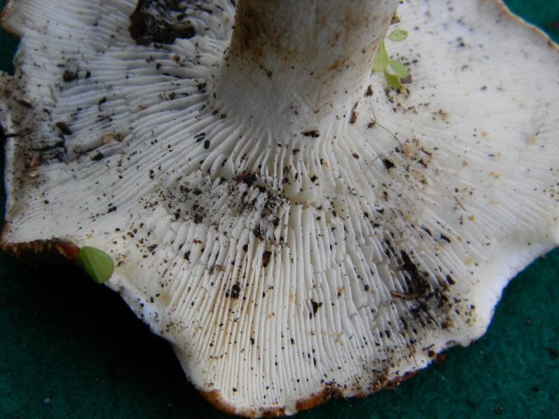 21) Fotogr. il 9.11.2012. ritrov.sotto pineta marina con Lec