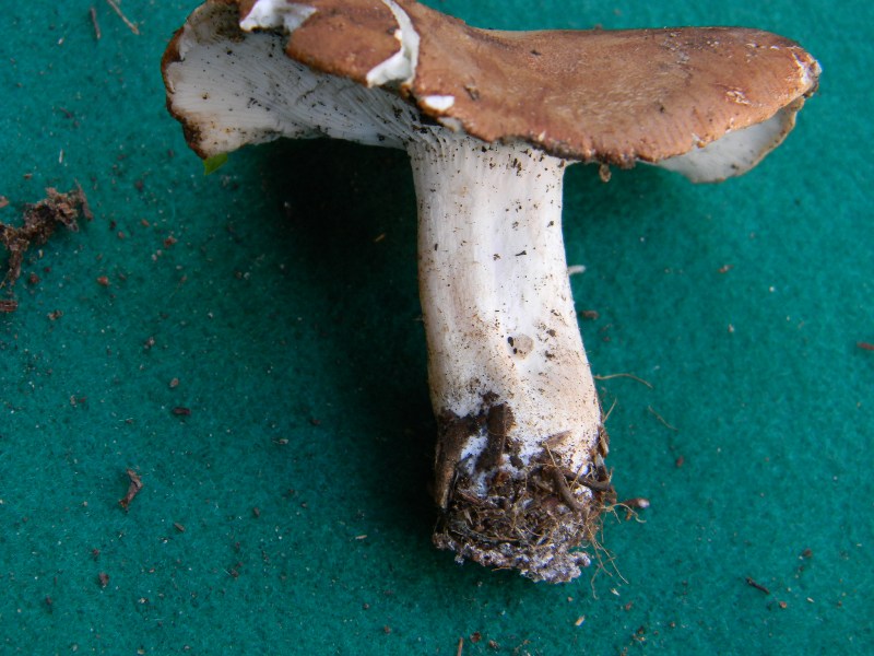 21) Fotogr. il 9.11.2012. ritrov.sotto pineta marina con Lec