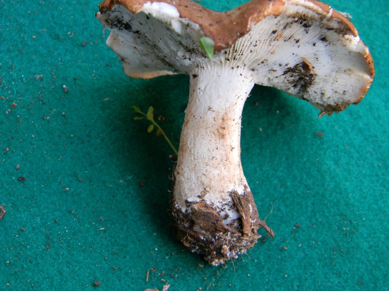 21) Fotogr. il 9.11.2012. ritrov.sotto pineta marina con Lec