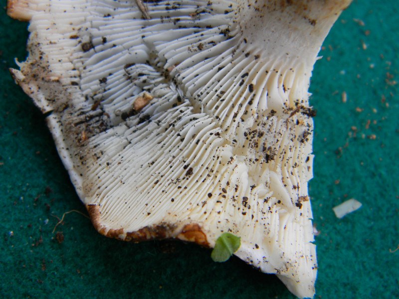 21) Fotogr. il 9.11.2012. ritrov.sotto pineta marina con Lec