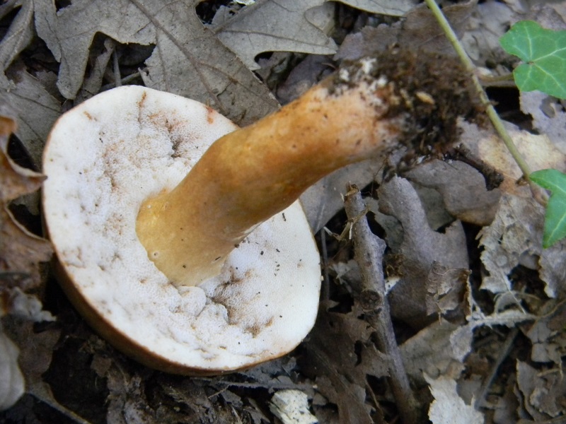 5) Fotogr.il 5.08.2014.sotto Quercia