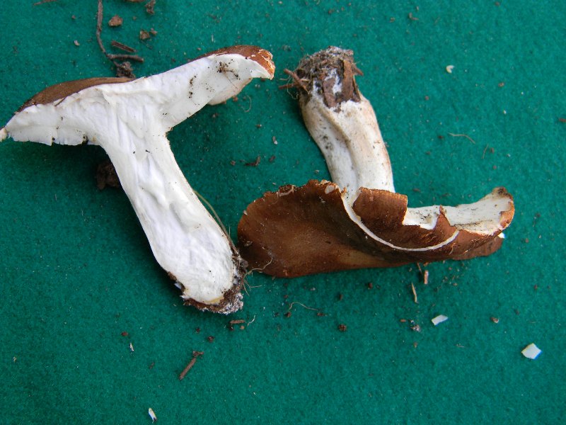 21) Fotogr. il 9.11.2012. ritrov.sotto pineta marina con Lec