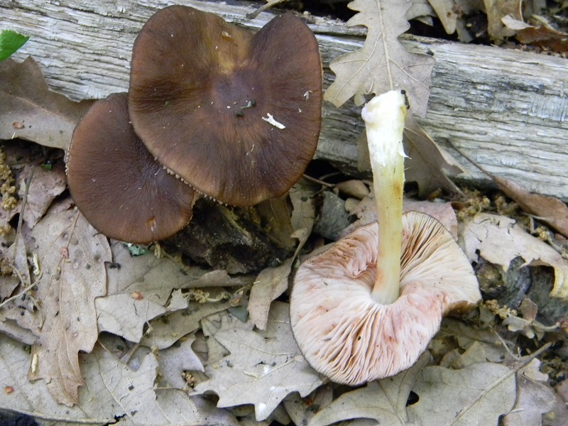 9)Fotogr. il 6.05.2011 sotto Quercia