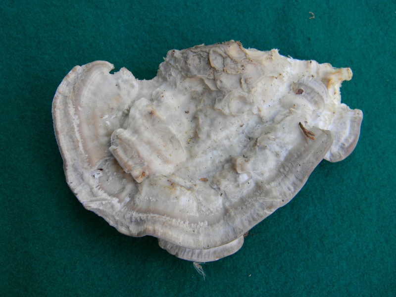 8) Fotogr. il 9.11.2012. sotto pineta marina con Leccio