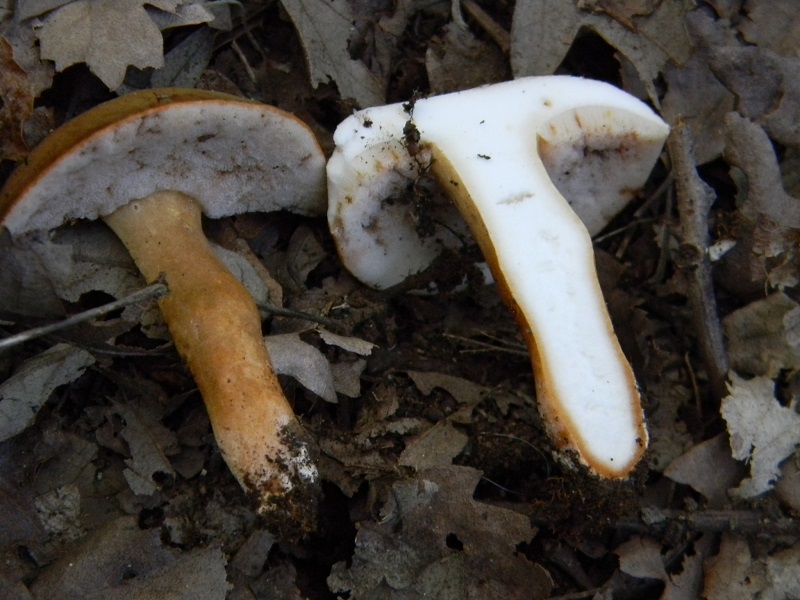 5) Fotogr.il 5.08.2014.sotto Quercia