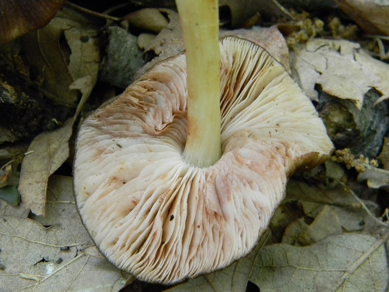 9)Fotogr. il 6.05.2011 sotto Quercia