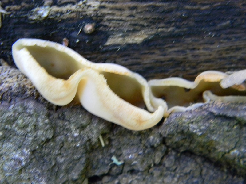 4)Fotogr.il 6.05.2011.sotto Quercia