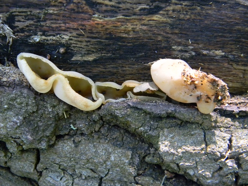 4)Fotogr.il 6.05.2011.sotto Quercia
