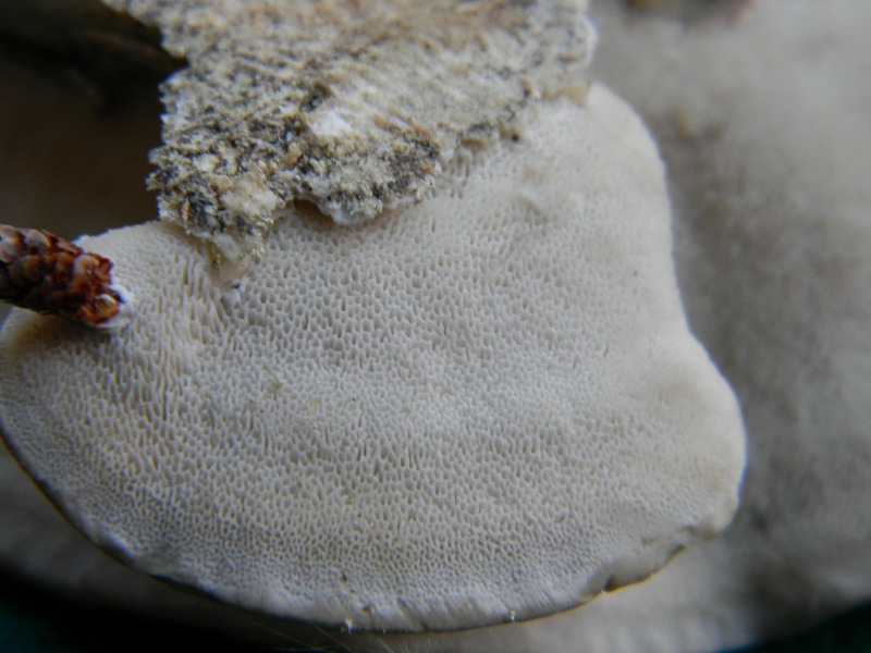 8) Fotogr. il 9.11.2012. sotto pineta marina con Leccio