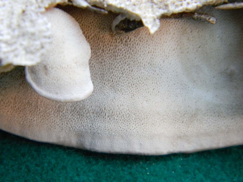 8) Fotogr. il 9.11.2012. sotto pineta marina con Leccio