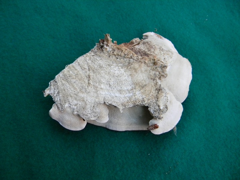 8) Fotogr. il 9.11.2012. sotto pineta marina con Leccio