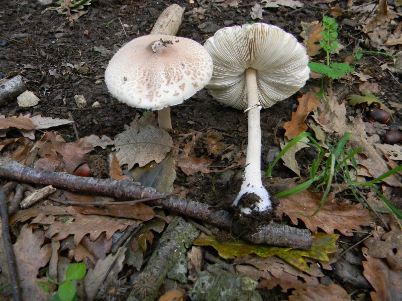 1) Fotogr. il 10.11.2012. sotto Quercia