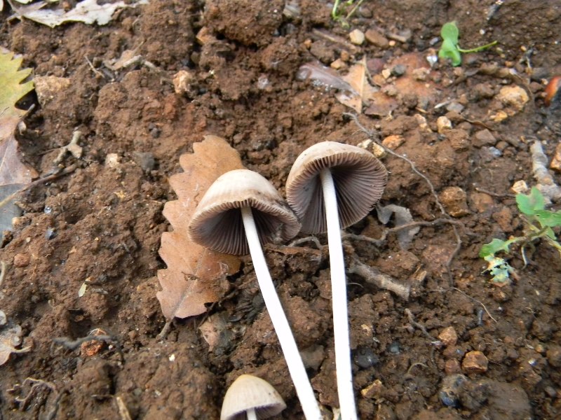 2) Fotogr. il 10.11.2012. sotto Quercia