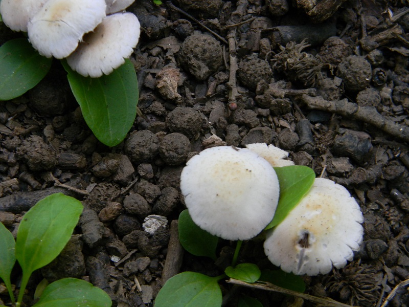 4) Fotogr.il 5.08.2014.sotto Quercia