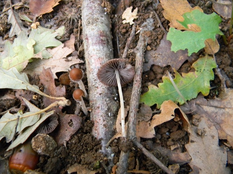 3) Fotogr il 10.11.2012. sotto Quercia