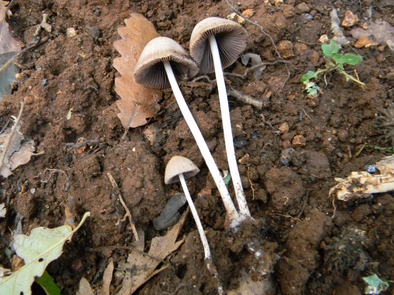 2) Fotogr. il 10.11.2012. sotto Quercia