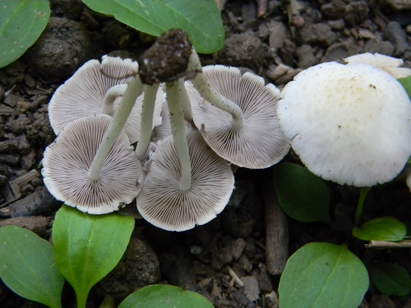 4) Fotogr.il 5.08.2014.sotto Quercia