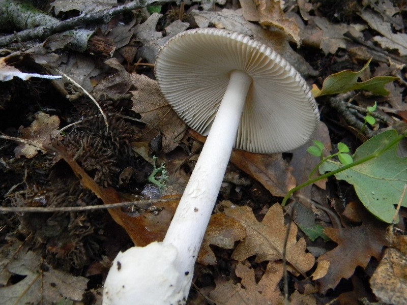 4) Fotogr. il 10.11.2012. sotto Quercia