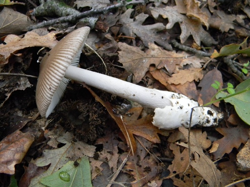 4) Fotogr. il 10.11.2012. sotto Quercia