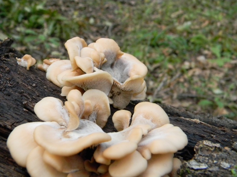 5) Fotogr. il 10.11.2012. sotto Quercia